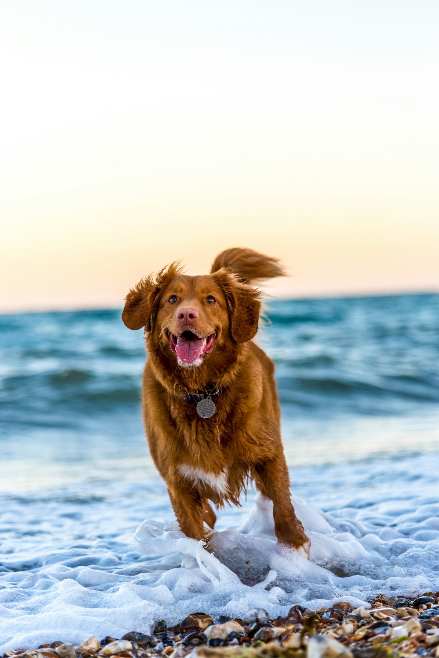 Top Tips for Keeping Your Pet Happy and Healthy