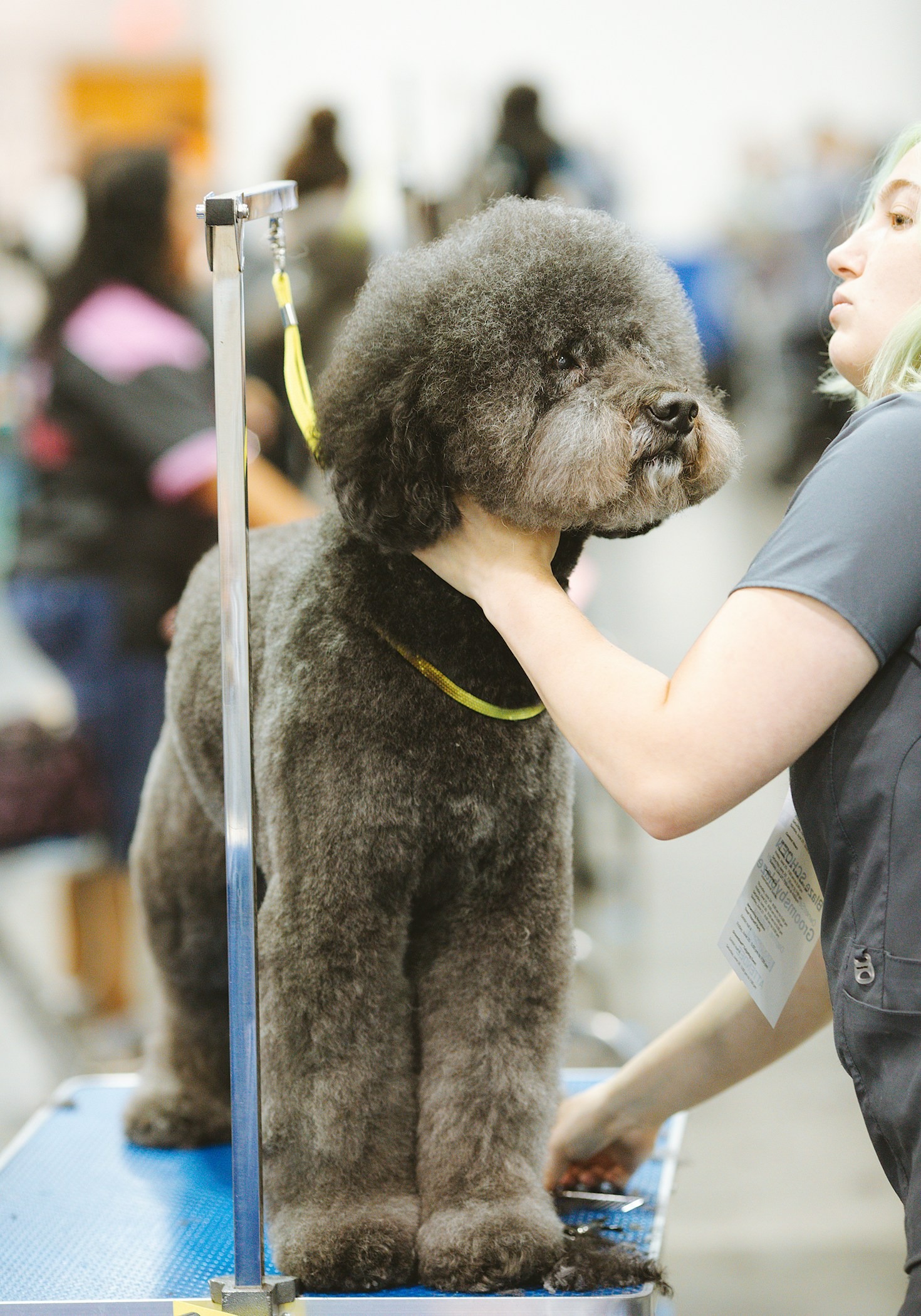 Understanding Your Pet’s Grooming Needs